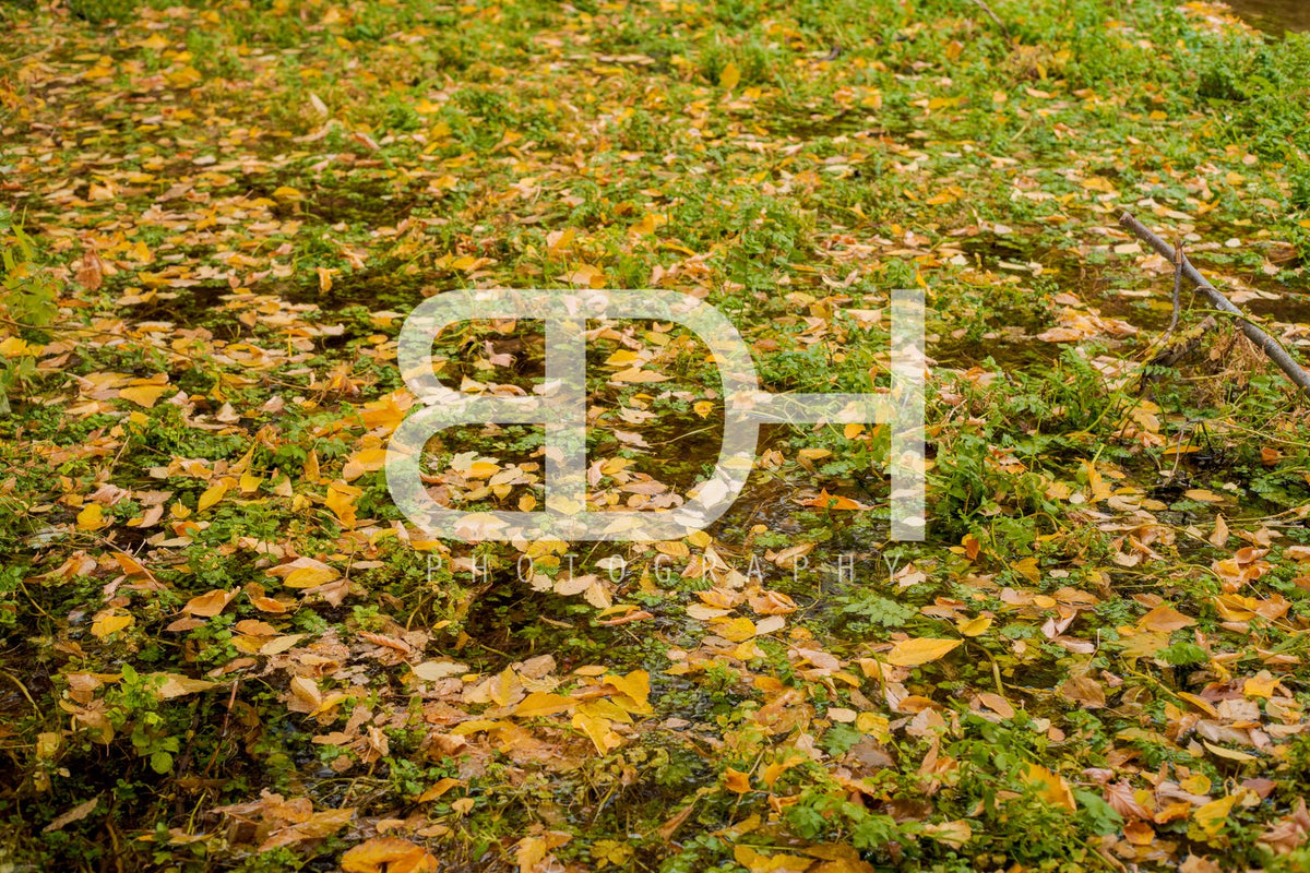 BDH Fall Wallpaper 06 – Cascade Springs preview