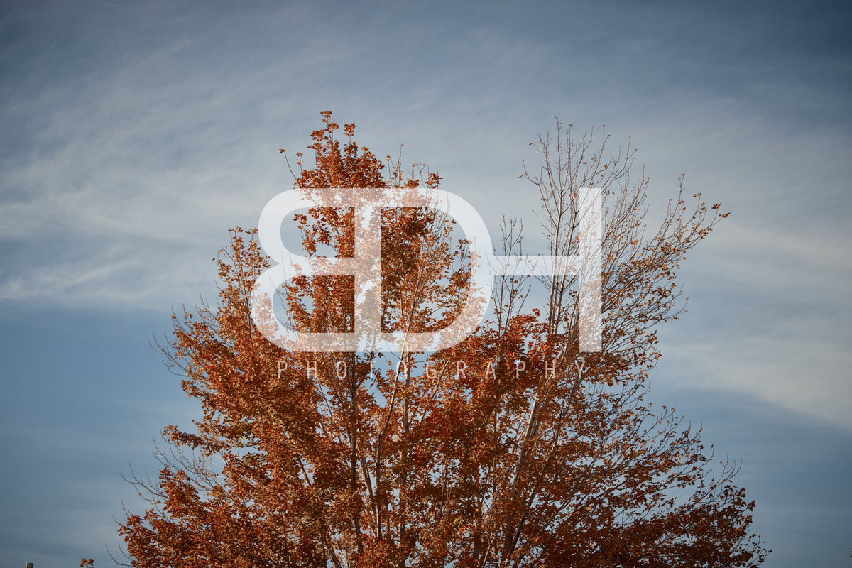 BDH Fall Wallpaper 13 – Red Maple preview