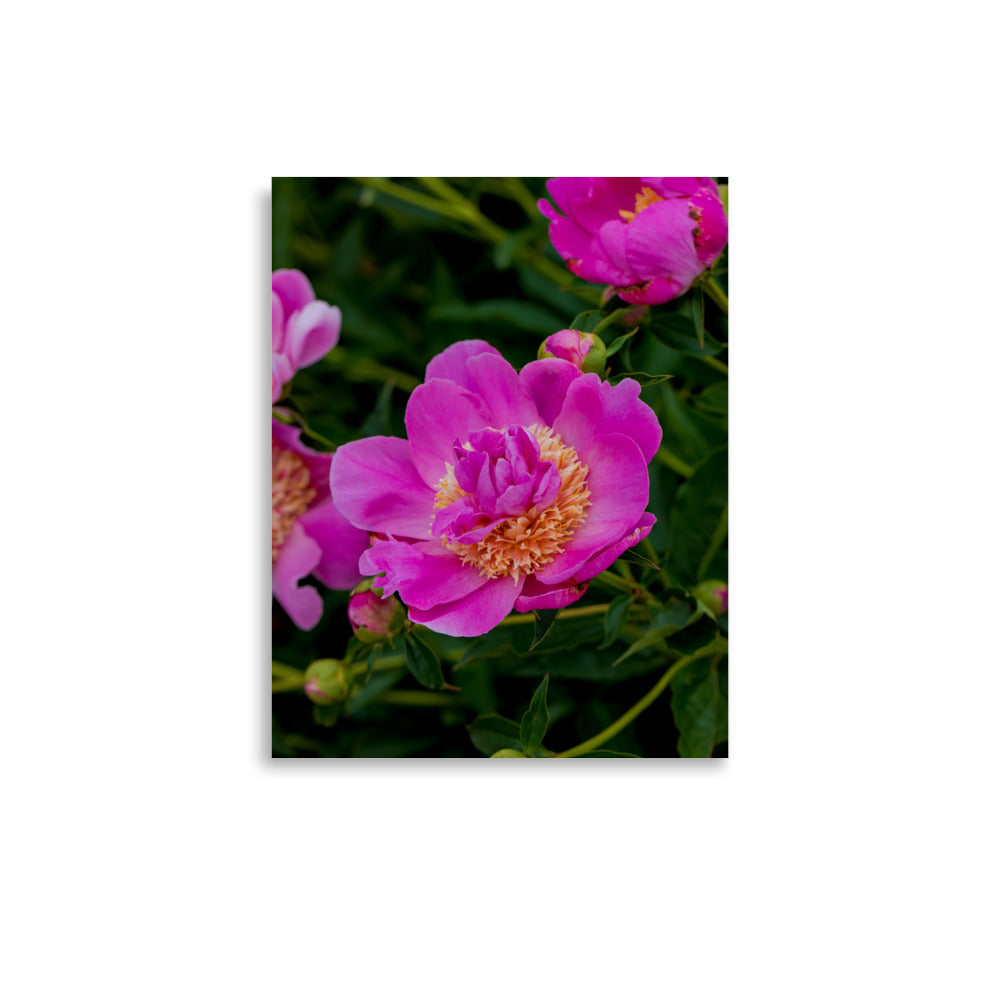 Hot pink magenta peony fine art photography print — BDH Photography