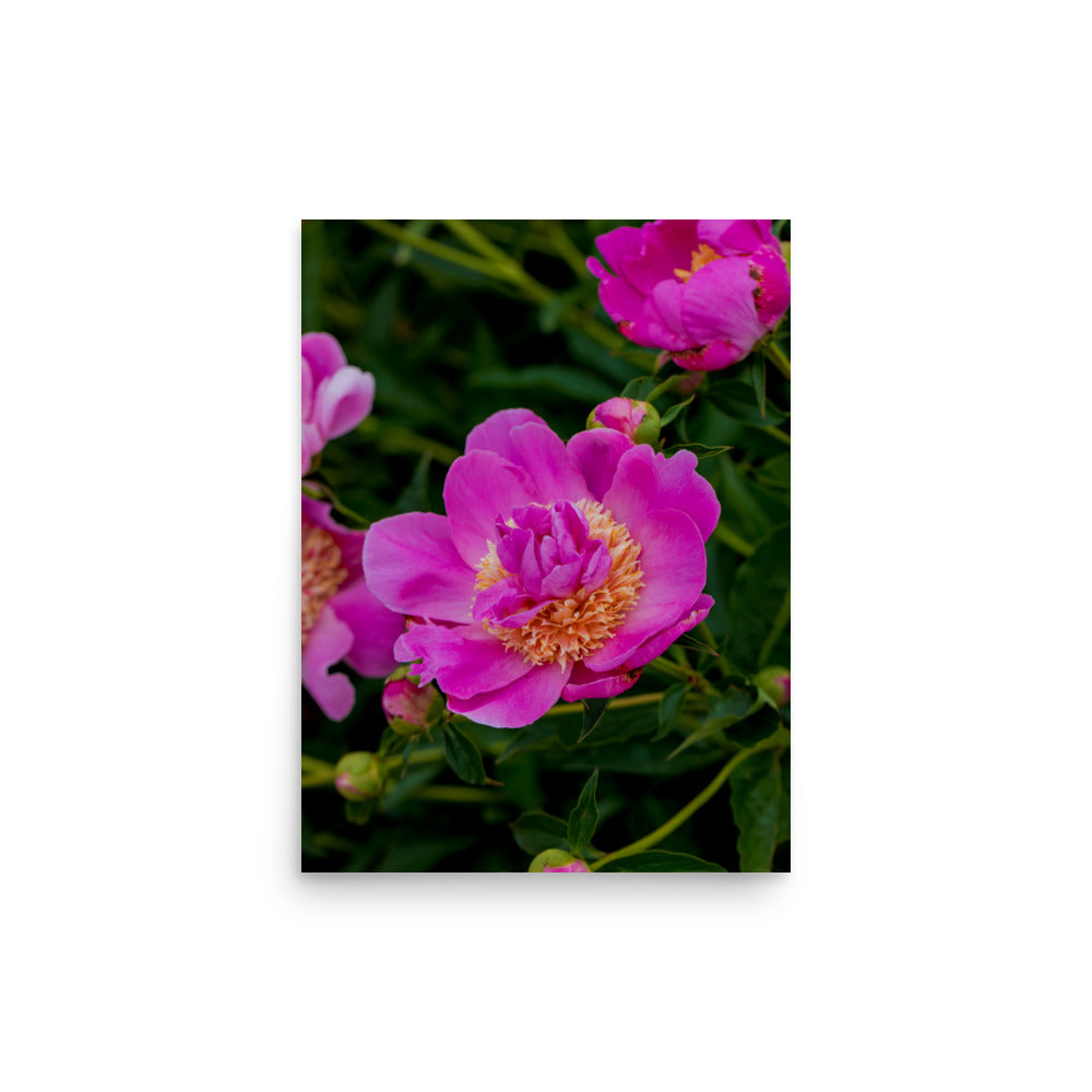 Hot pink magenta peony fine art photography print — BDH Photography