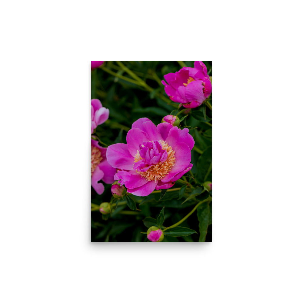 Hot pink magenta peony fine art photography print — BDH Photography