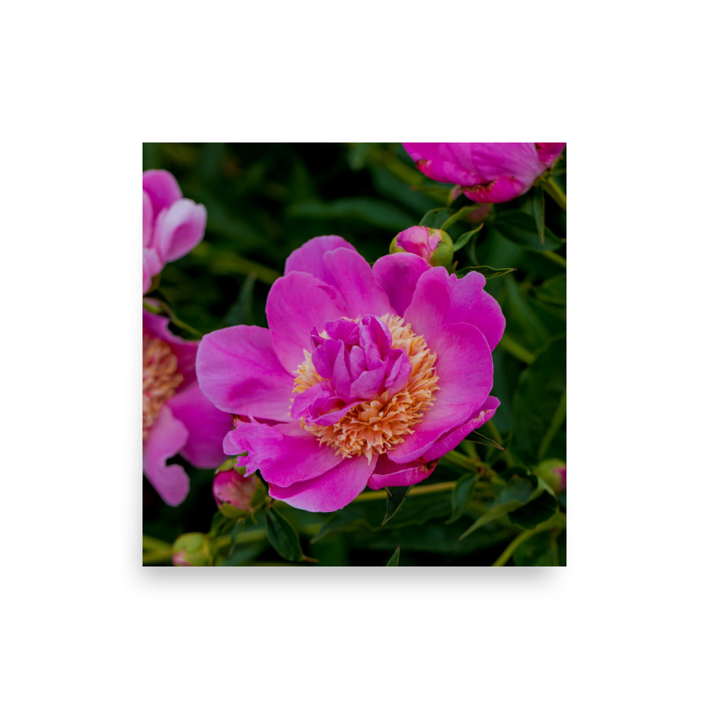 Hot pink magenta peony fine art photography print — BDH Photography