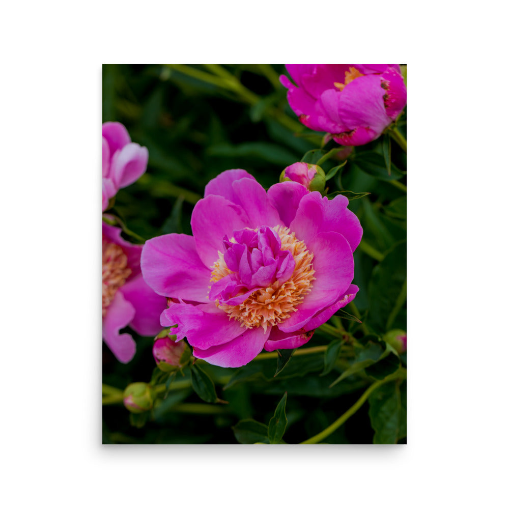 Hot pink magenta peony fine art photography print — BDH Photography