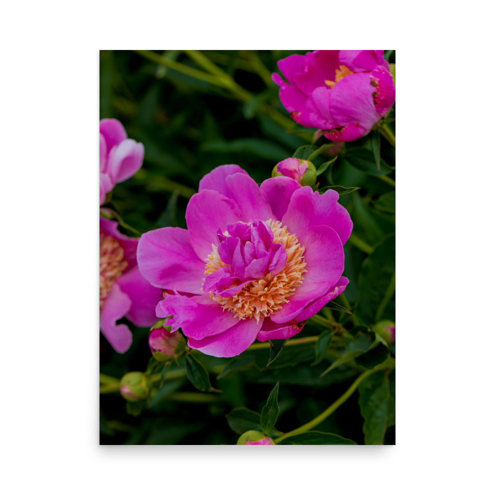 Hot pink magenta peony fine art photography print — BDH Photography