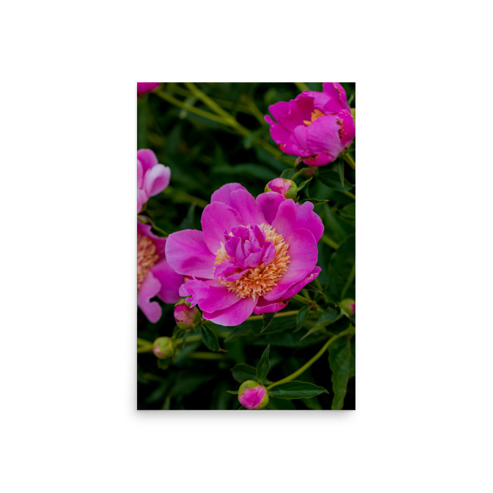 Hot pink magenta peony fine art photography print — BDH Photography