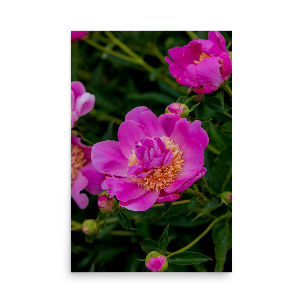 Hot pink magenta peony fine art photography print — BDH Photography
