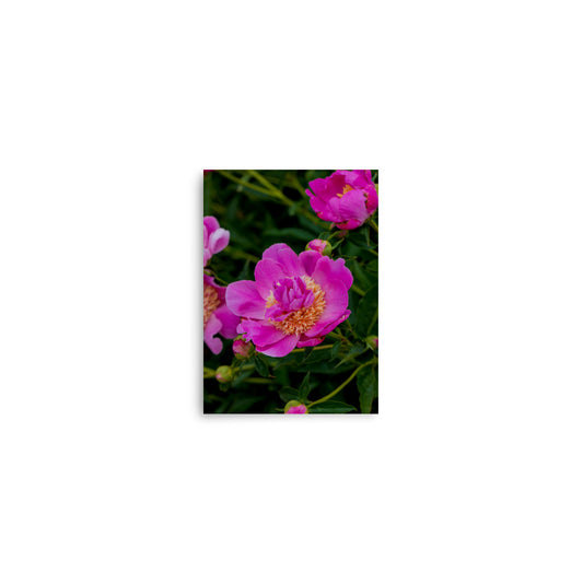 Hot pink magenta peony fine art photography print — BDH Photography