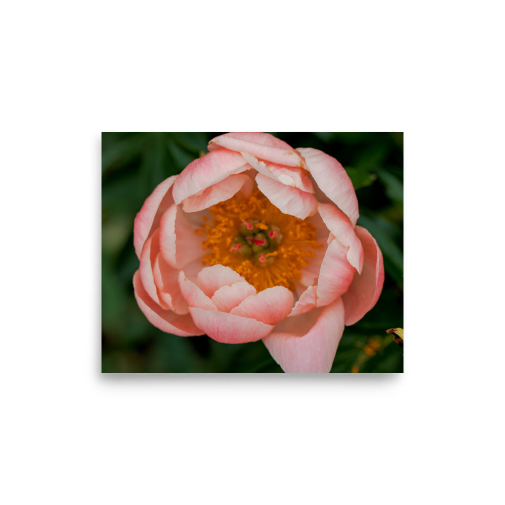 Peach coral peony in bloom fine art photography print — BDH Photography