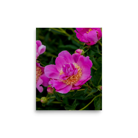 Hot pink magenta peony fine art photography print — BDH Photography